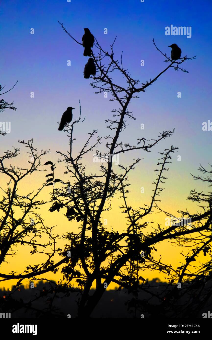 Vögel thronten auf einem Baum, Silhouetten bei Sonnenuntergang fotografiert in Sataf, Israel Stockfoto
