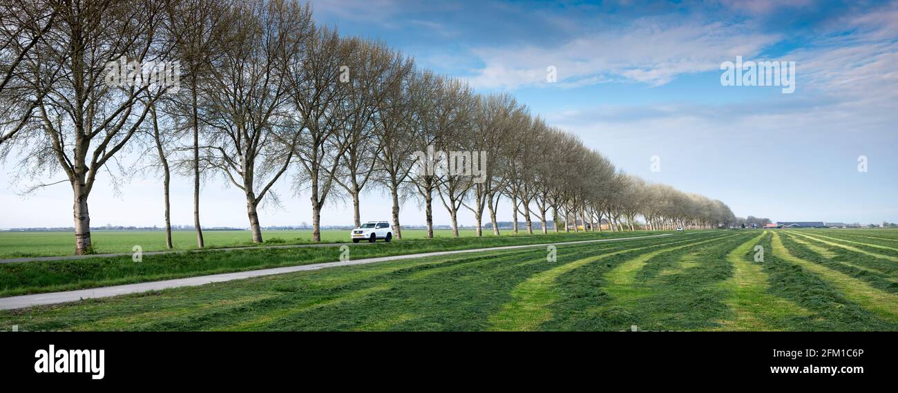 Frisch gemähtes Gras auf einer Wiese in der Nähe von Utrecht in den niederlanden Stockfoto