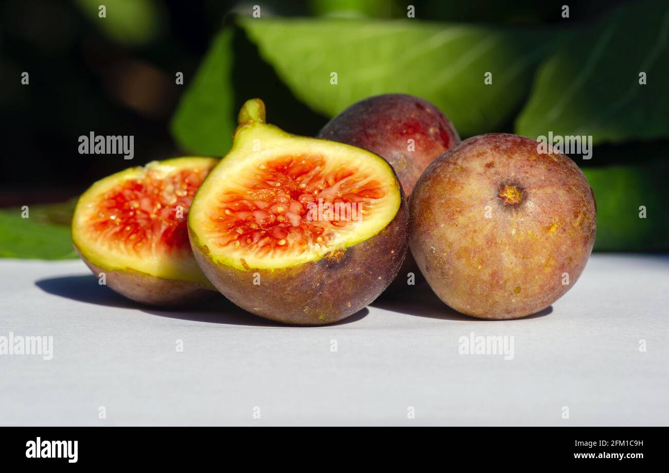 Nahaufnahme von frischen reifen Zinn-Früchten, Feigen-Früchten, in flachem Fokus. Der wissenschaftliche Name dieser Früchte ist Ficus carica, eine Art blühender Pflanze in t Stockfoto