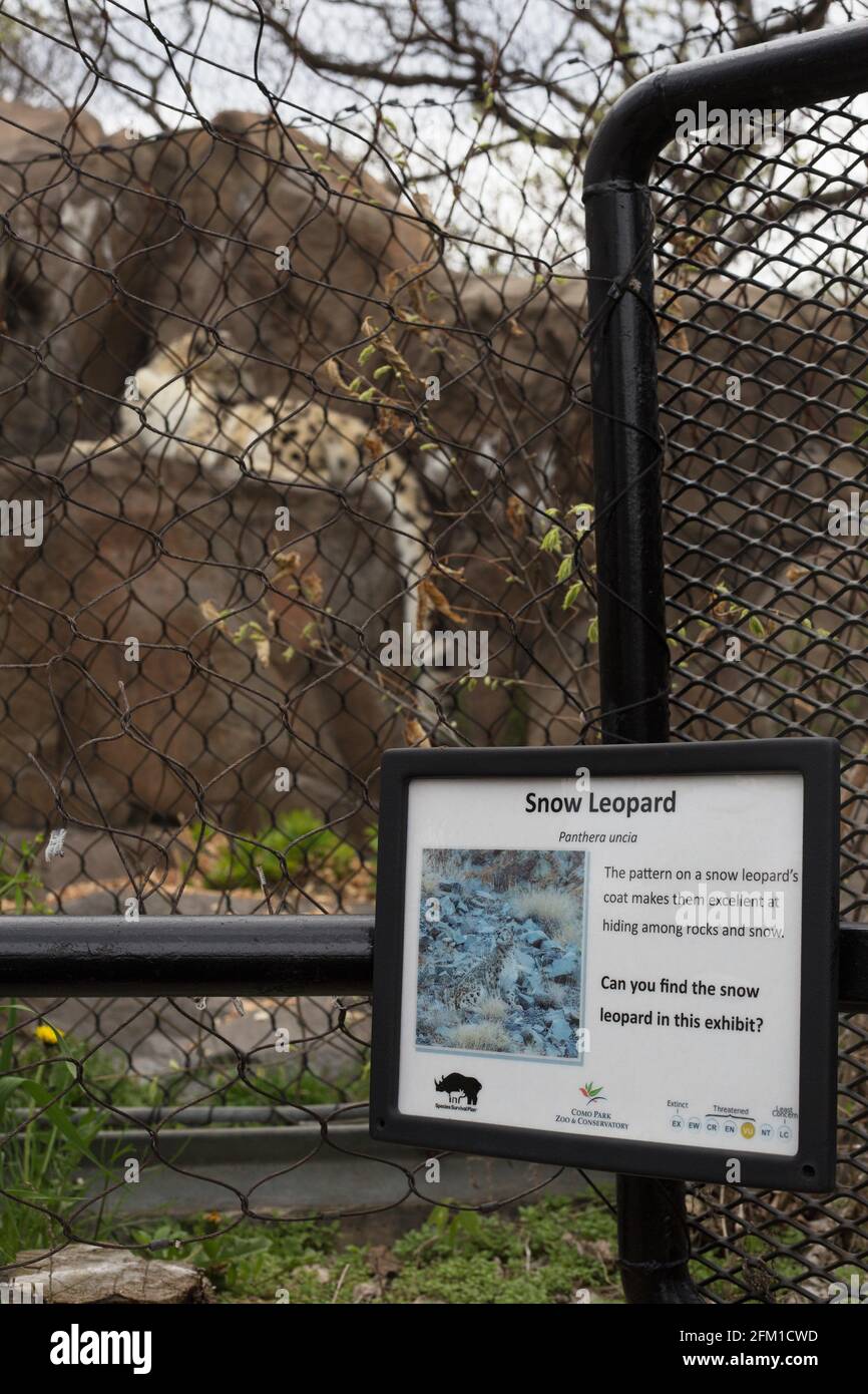 Ein Schneeleopard in einem Zoo-Gehege. Stockfoto