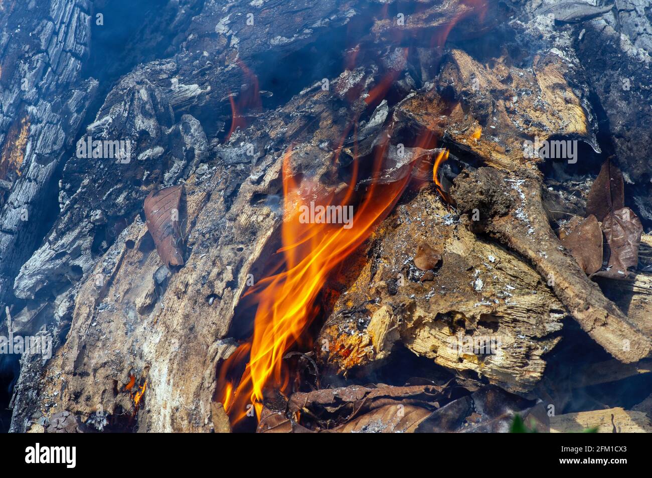 Holzmüll in Brand, ein illegales Ausbrennen im Garten. Waldbrandkonzept Stockfoto