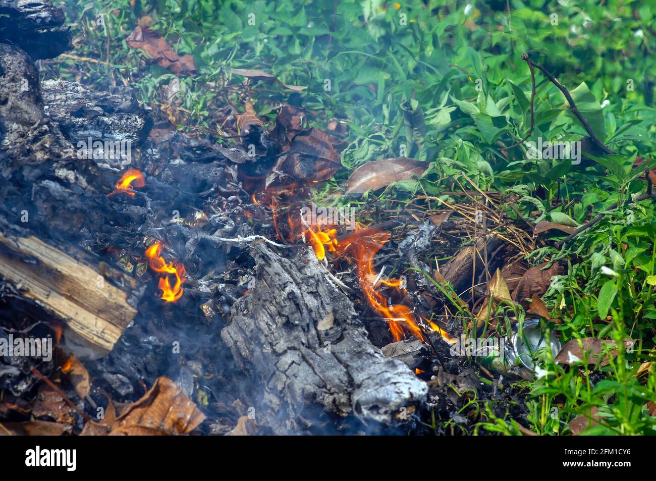 Holzmüll in Brand, ein illegales Ausbrennen im Garten. Waldbrandkonzept Stockfoto