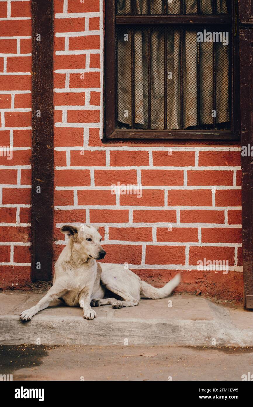 Ein Hund, der auf einem Straßenpfad sitzt. Stockfoto