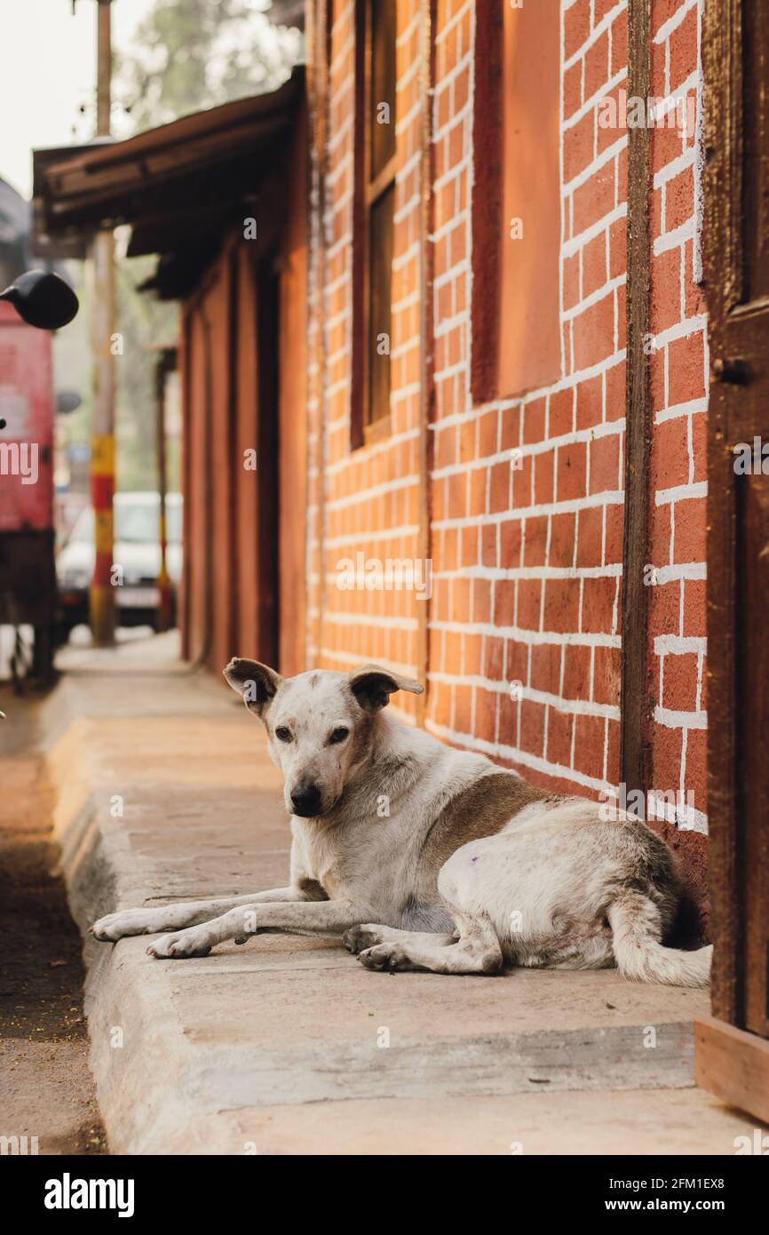 Ein Hund, der auf einem Straßenpfad sitzt. Stockfoto