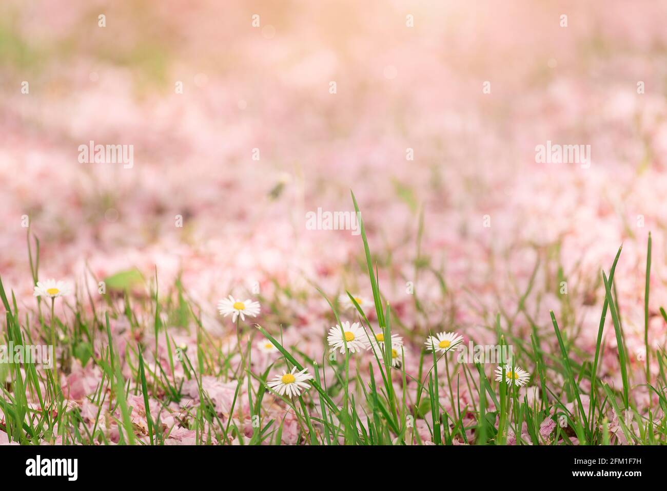 Rosa Wiese mit Gänseblümchen aus der Nähe. Zarte Wildblumen in Pastelltönen, mit Grashalmen. Frühling, Sommer Hintergrund. Stockfoto