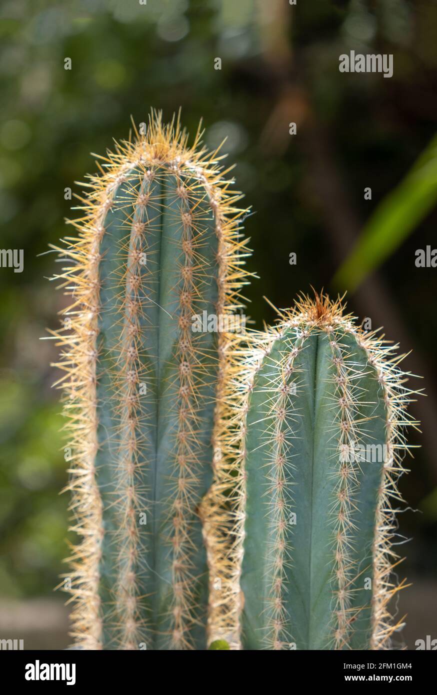 San Pedro Kaktus, trichocereus, echinopsis pachanoi mit Stacheln Hintergrund. Tropische wilde scharfe Dornen Pflanzen, Kakteen, enthalten Meskalin, Halluzinogeni Stockfoto