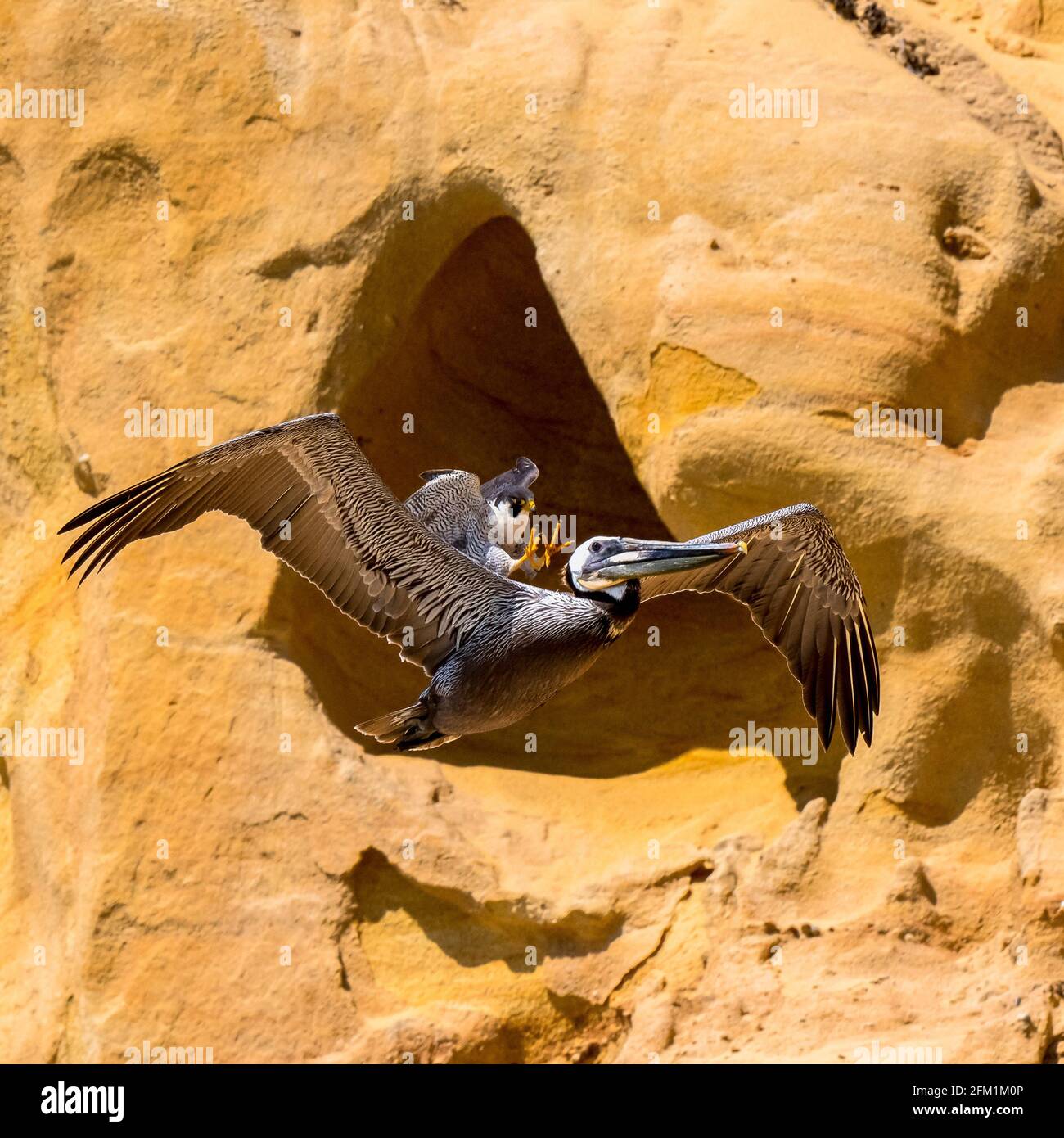 Der Peregrinenfalke ist eine Sekundenbruchteil davon entfernt, seine Krallen in den Kopf des Pelikans einzubetten. SAN DIEGO, USA: Ein FOTOGRAF hat das Unglaubische eingefangen Stockfoto