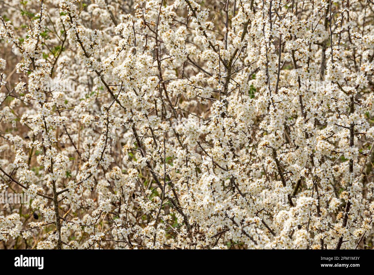 Blühender Schlehdorn (Prunus spinosa), auch Schlehe, Gelting Birk Nature Reserve, Gelting Bay, Schleswig-Holstein, Deutschland genannt Stockfoto