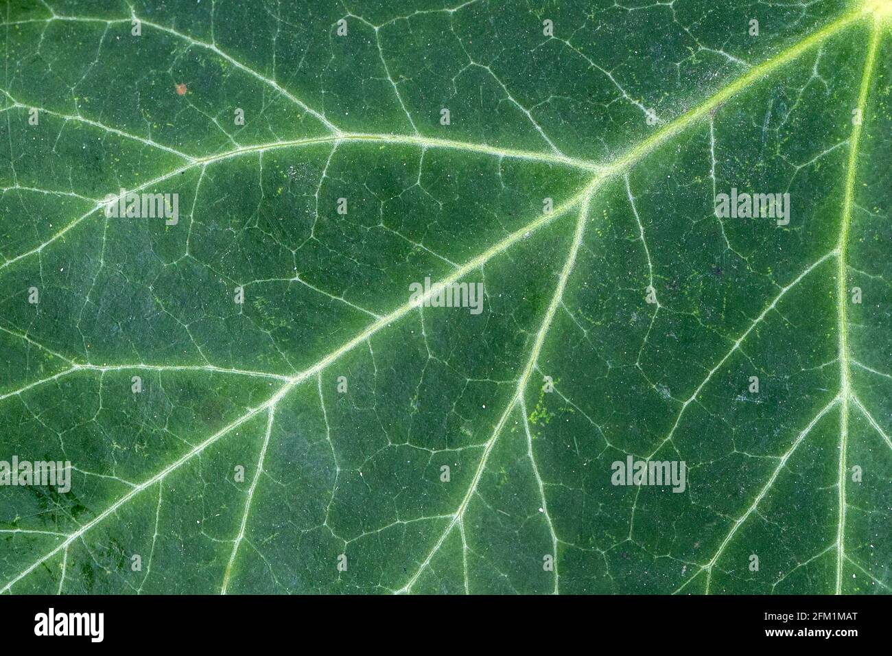 Photosynthese aus grünem Efeu, natürliches fraktales Muster Stockfoto