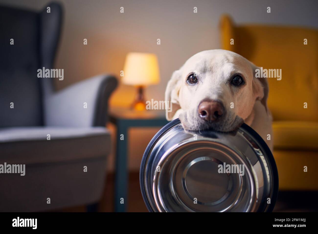 Hungriger Hund mit traurigen Augen wartet zu Hause auf die Fütterung. Der süße labrador Retriever hält eine Hundeschale in seinem Mund. Stockfoto