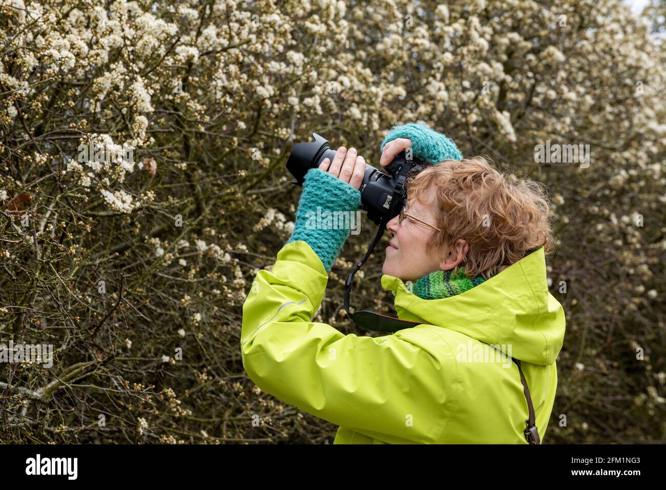 Fotografische Frau, blühender Schlehdorn (Prunus spinosa), Naturschutzgebiet Gelting Birk, Gelting Bay, Schleswig-Holstein, Deutschland Stockfoto