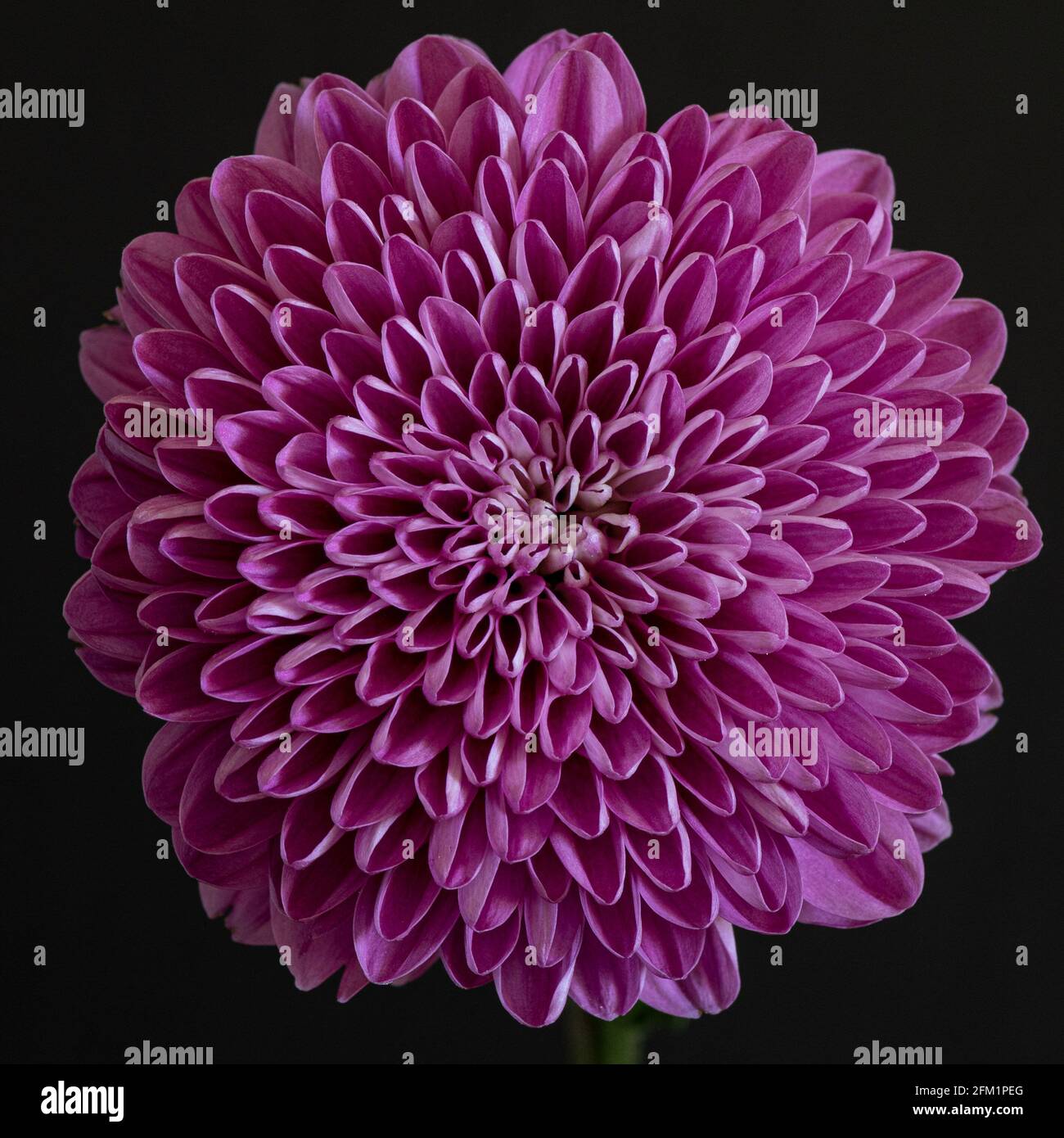 Abstrakte Nahaufnahme und Makro der radialen Symmetrie eines dalia Blume vor schwarzem Hintergrund Stockfoto