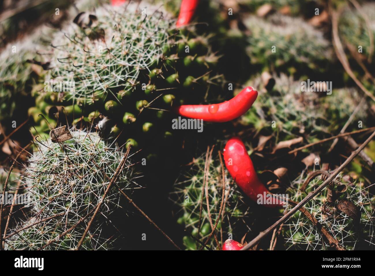 Kaktuspflanze in einem Topf Stock Fotografie Stockfoto