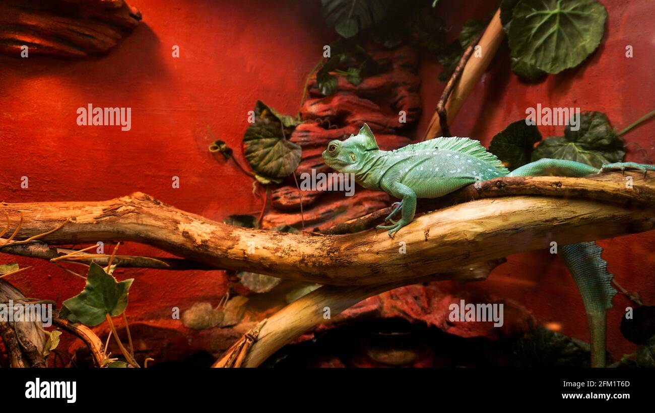 Reptilien im Zoo. Eine leuchtend türkise Eidechse. Käfig in einem Terrarium, Zoo Stockfoto