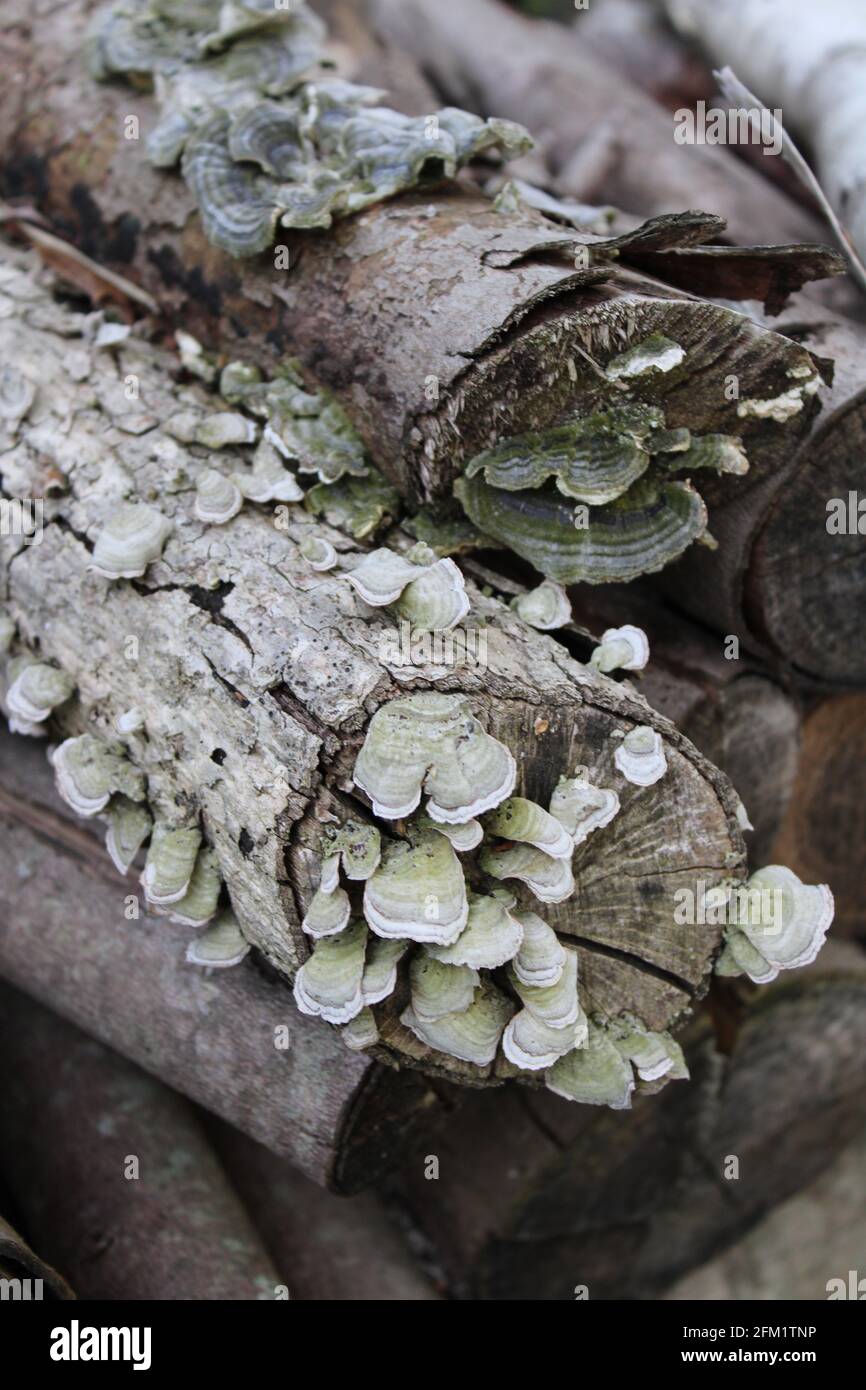 Pilze wachsen auf einem alten Holzstapel Stockfoto