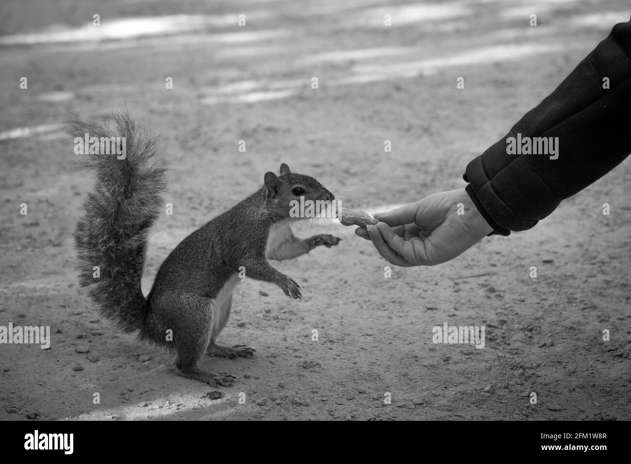Eichhörnchen im Greenwih Park Stockfoto