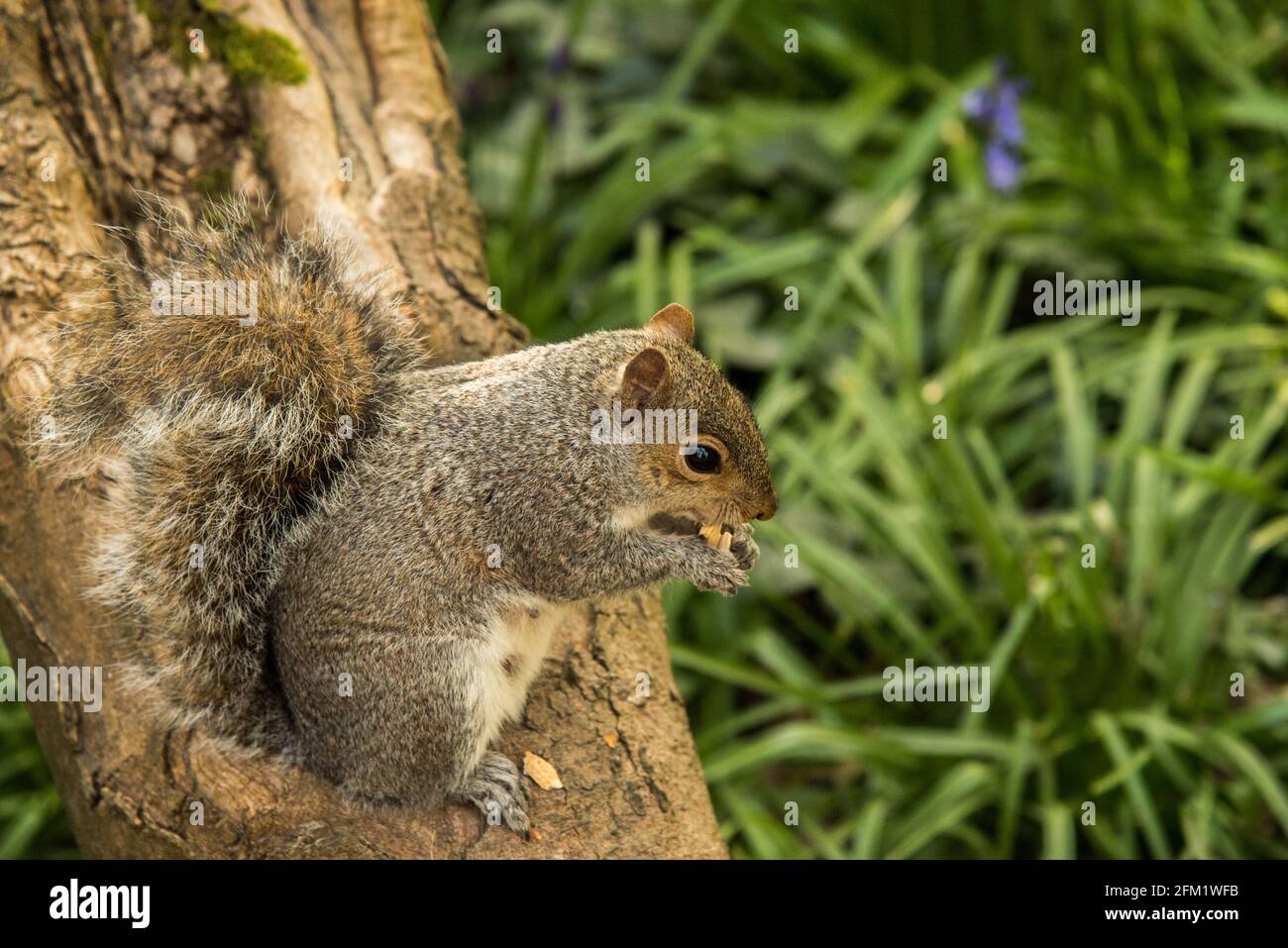 Eichhörnchen im Greenwih Park Stockfoto