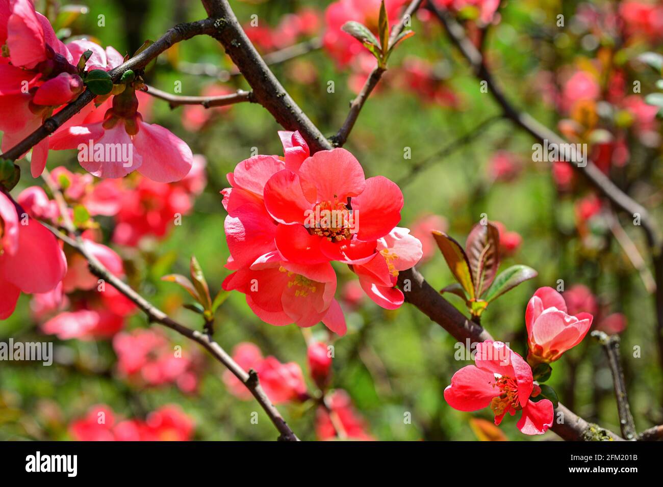 Blumen von Henomelen im Frühling im Garten. Nahaufnahme. Stockfoto