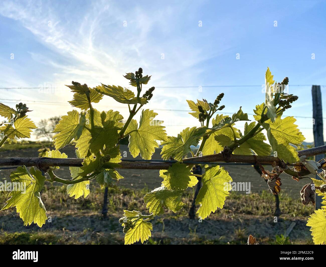 Weinrebe mit Blättern auf blauem Himmel Hintergrund Stockfoto