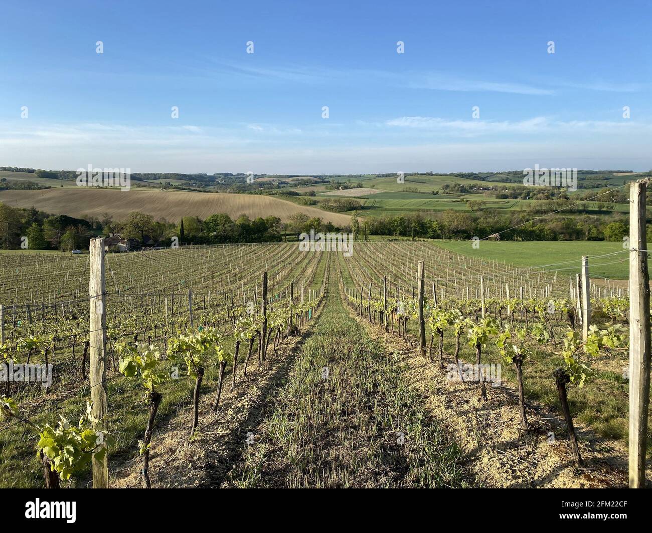 Bauernhof Weinberge Frühling in der Region Gers Frankreich Stockfoto