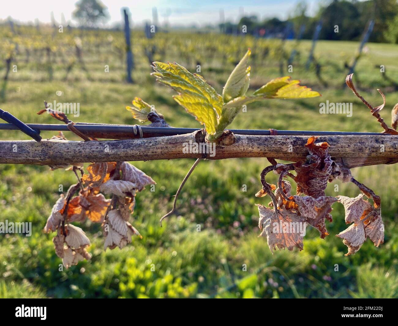 Gefrorene Traubenblätter auf Weinreben aufgrund von Frost in der Region Gers Stockfoto