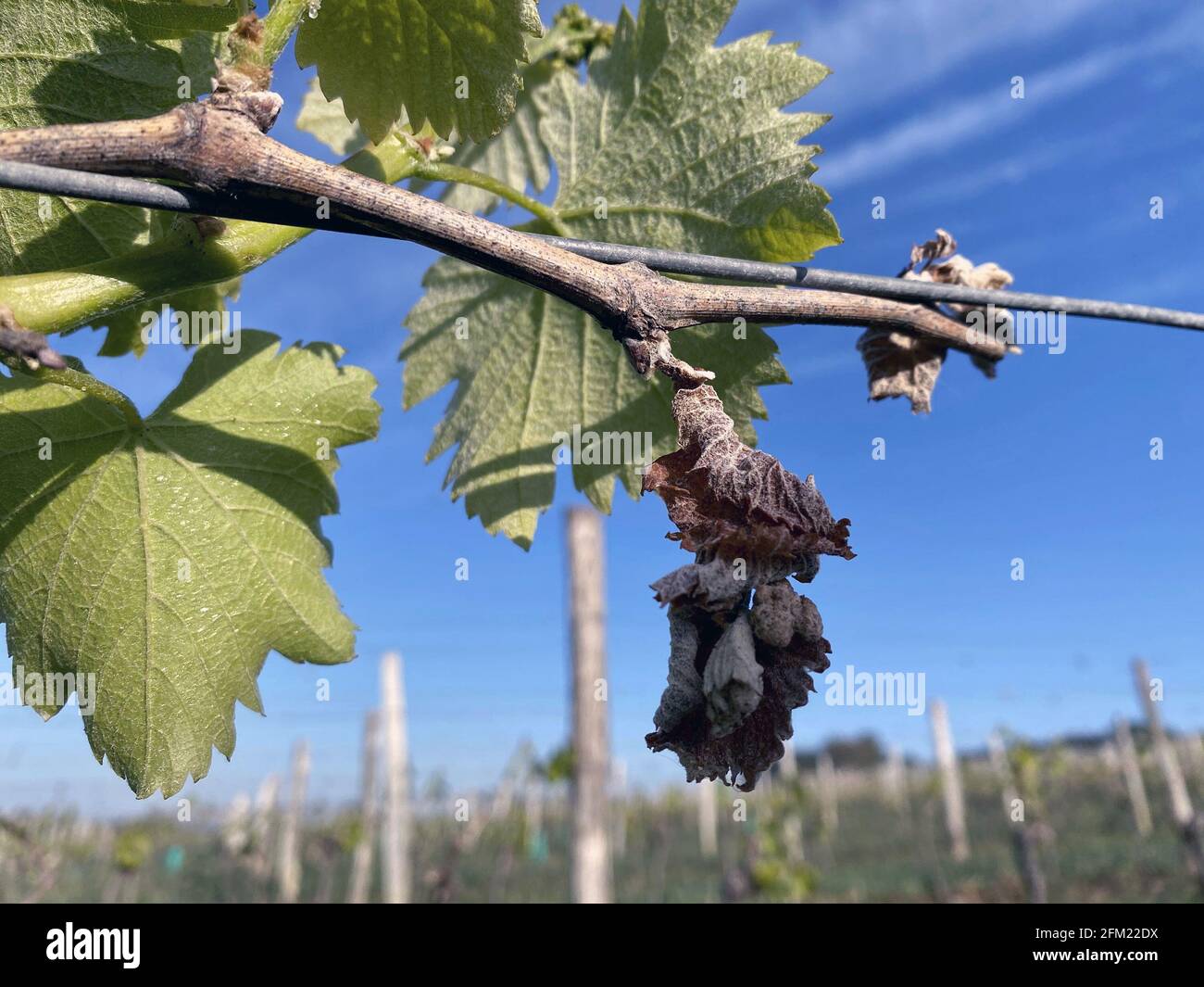 Gefrorene Weinrebe aufgrund der kalten Nachtlufttemperaturen in Frankreich Stockfoto