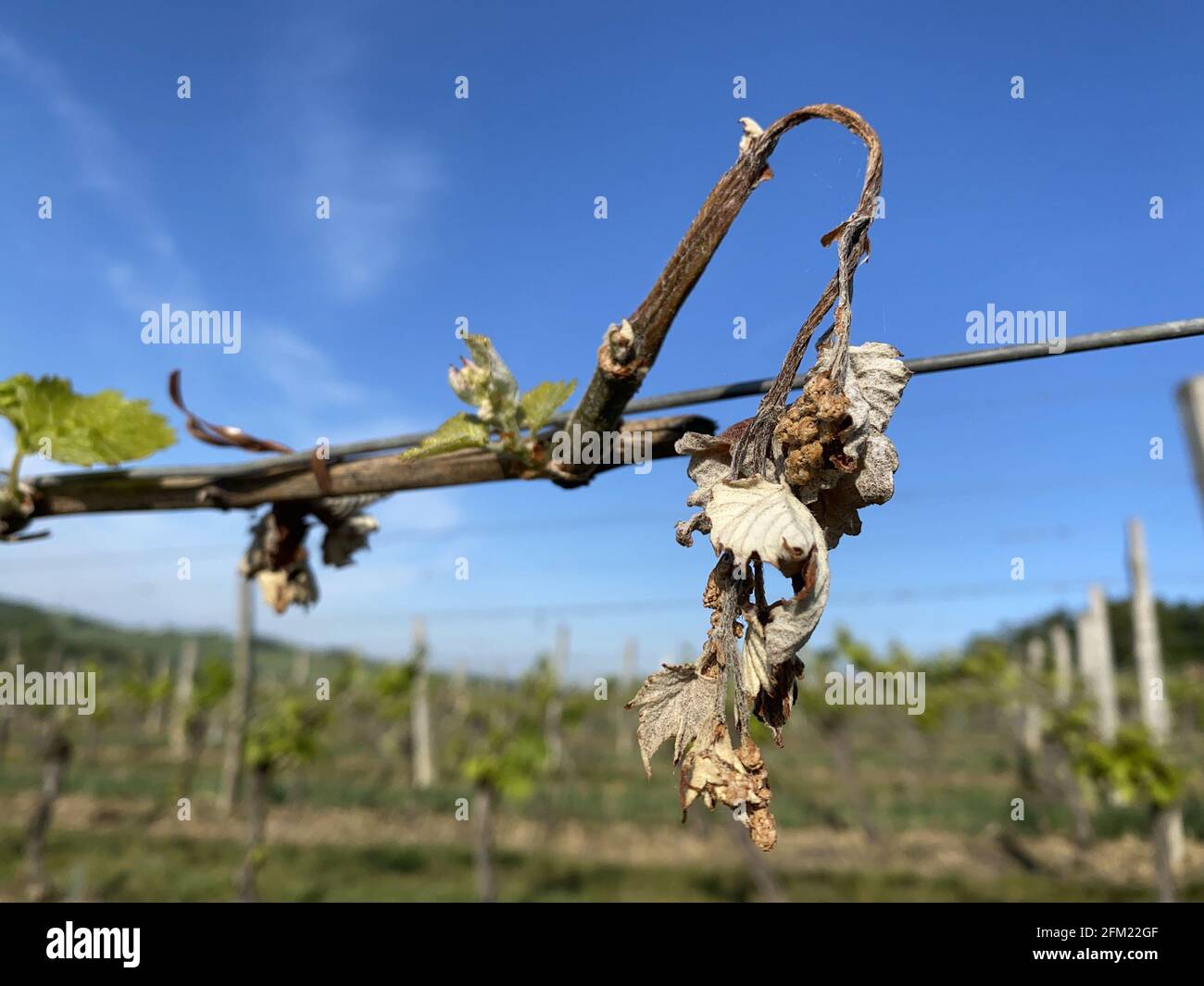 Getrocknete Traubenblätter aufgrund von Frühlingsfrosten in Frankreich Stockfoto