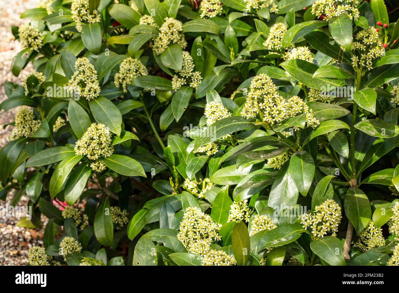 Skimmia blüht in Nahaufnahme, Hintergrundmuster und Texturen in der Natur Stockfoto