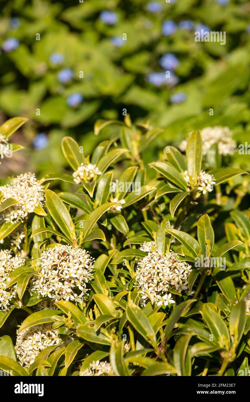 Blühende Skimmia Japonica – Godries Zwerg in Frühlingssonne Stockfoto