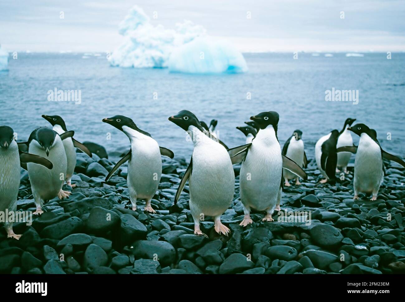 Adelie Penguin - kommen an Land Pygoscelis Adeliae Paulet Island, Antarktis-BI003653 Stockfoto