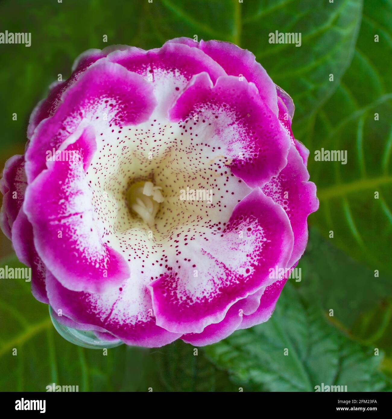 Dekorative Pflanze, schöne rosa Gloxinia Blume Sinningia speciosa auf grünem Hintergrund Stockfoto