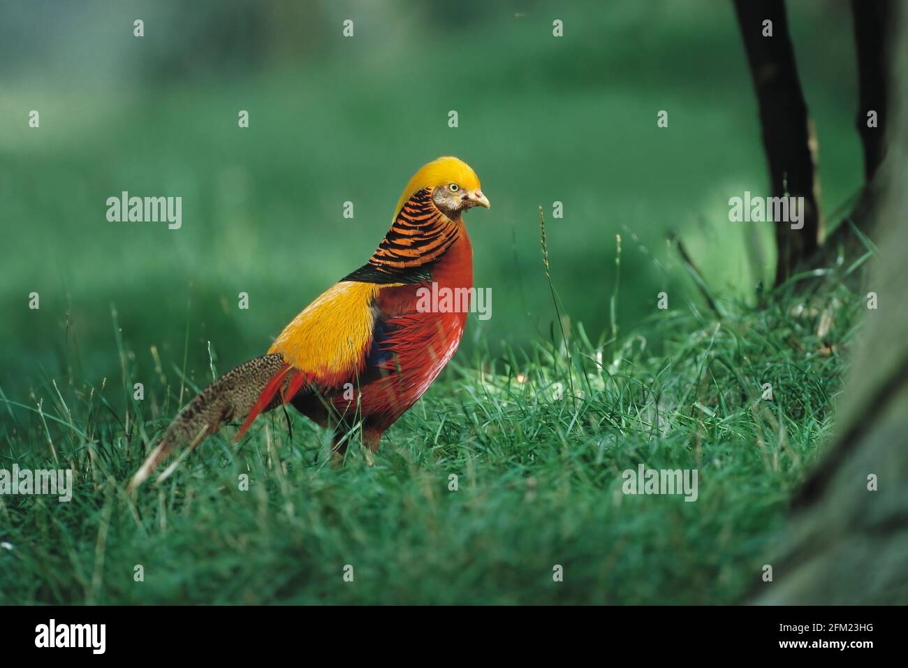 GOLDENER FAASANT Chrysolophus pictus Norfolk Wildlife Park, East Anglia, Großbritannien BI003656 Stockfoto