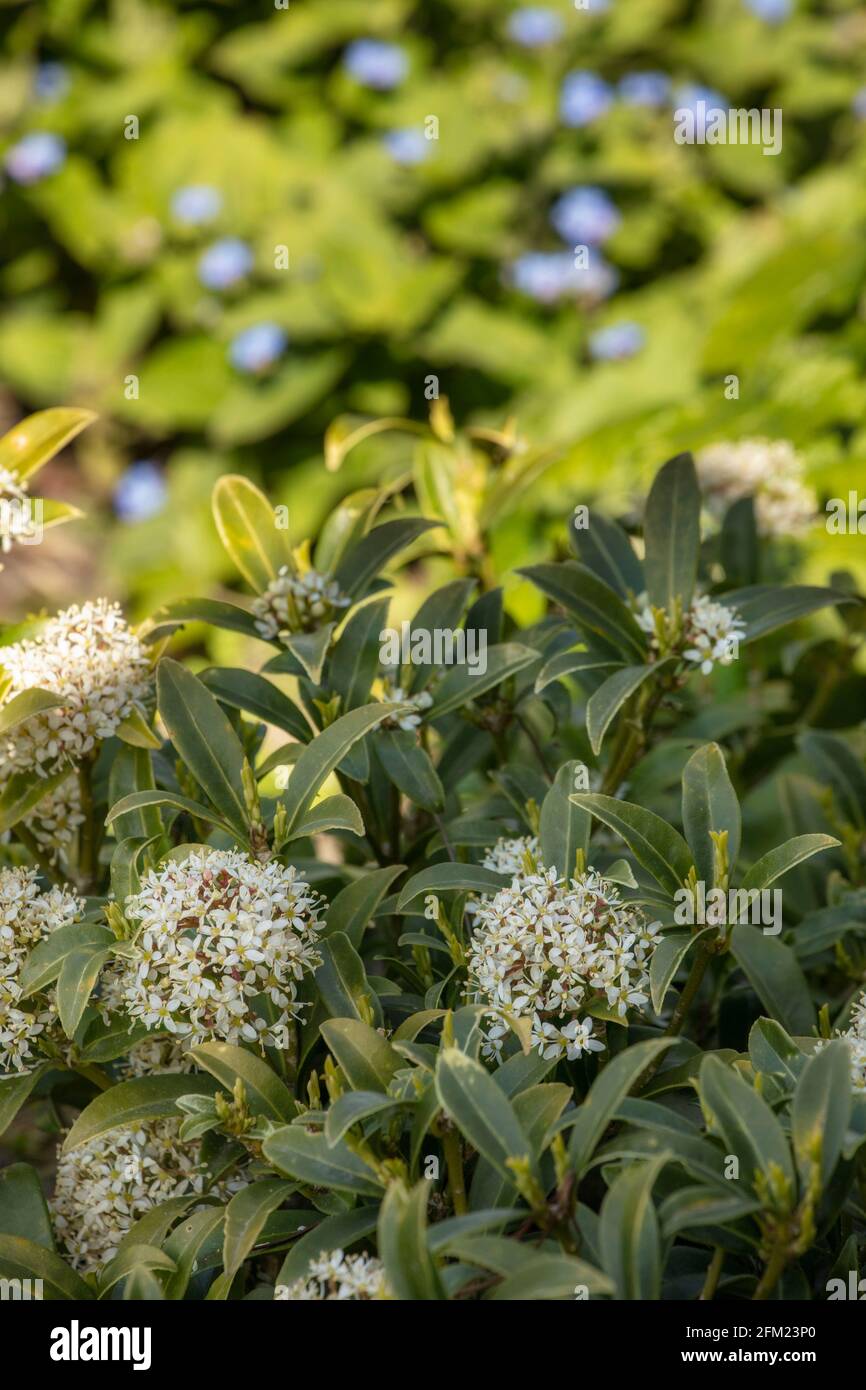 Blühende Skimmia Japonica – Godries Zwerg in Frühlingssonne Stockfoto