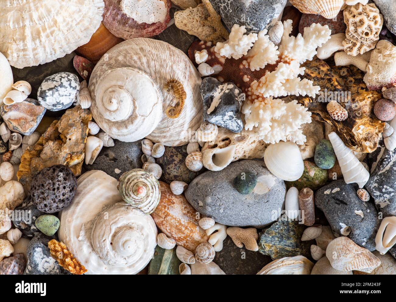 Verschiedene Muscheln und Strandsteine Hintergrund Stockfoto