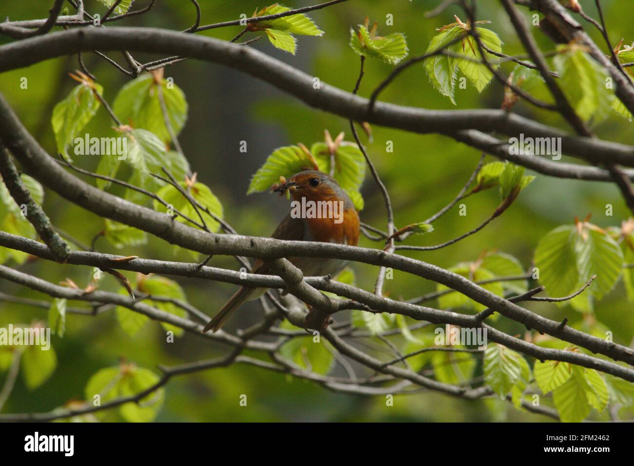 Kleiner Vogel im Baum Stockfotografie - Alamy