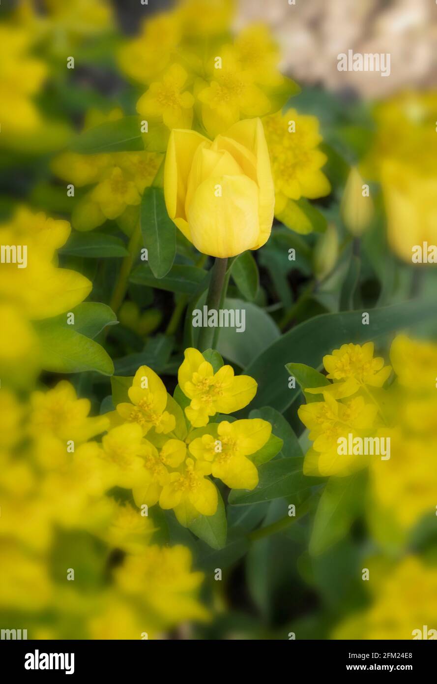 Gelbe Frühlingsblumen, Tulipa - kräftiges Gold und Epaithymoides - große, die zusammen wachsen Stockfoto