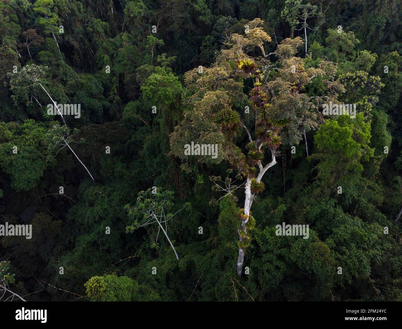 Ein einstehender Baum, der im atlantischen Regenwald wächst SE Brasilien Stockfoto