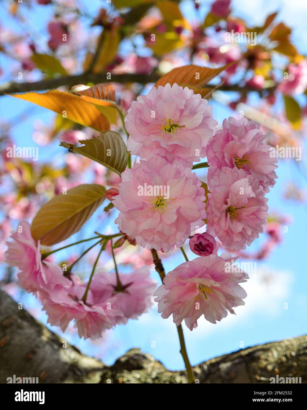 Schöne sakura Kirschblüte im Frühling über blauen Himmel Stockfoto