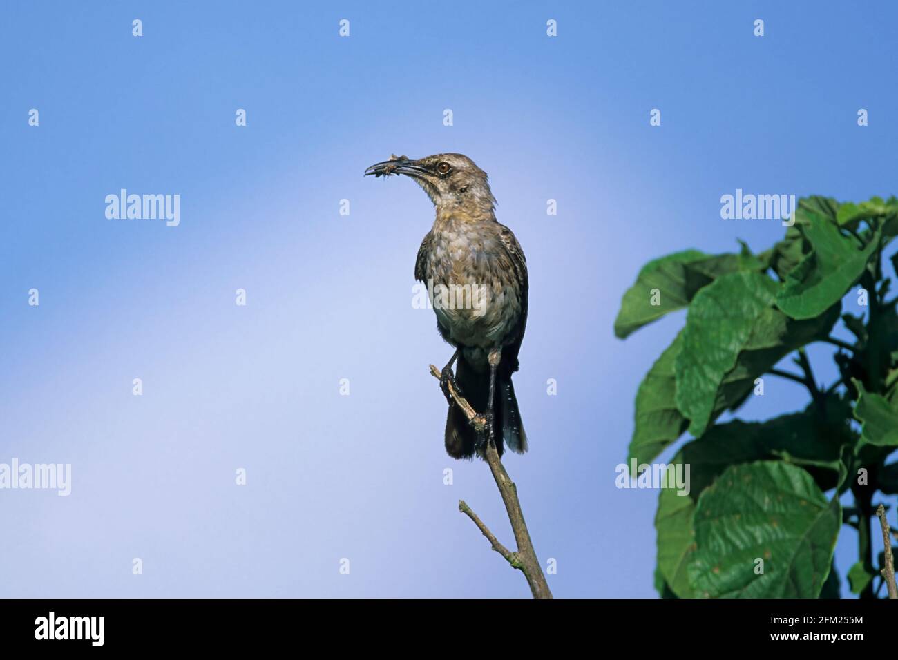 Hood Mockingbird Nesomimus macdonaldi Hood (Espanola) Island, Galapagos BI005827 Stockfoto