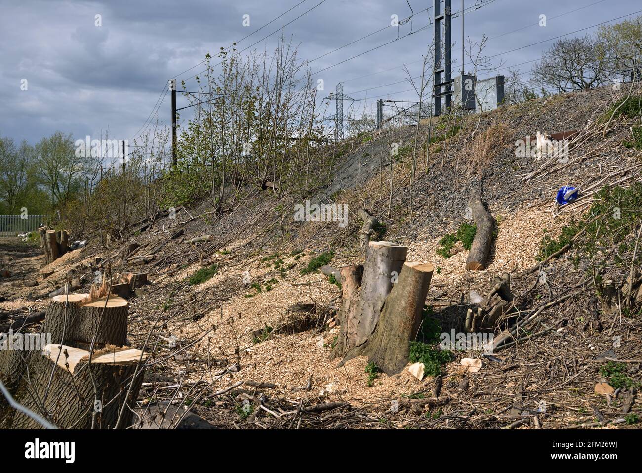 Gefällte Bäume am Bahndamm als Teil der Streckenwartung Programm Stockfoto