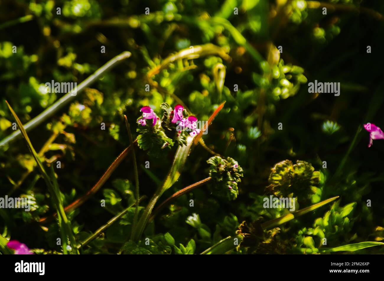 flores de principios de primavera : Robulea, lamium y membrillo japonés Stockfoto