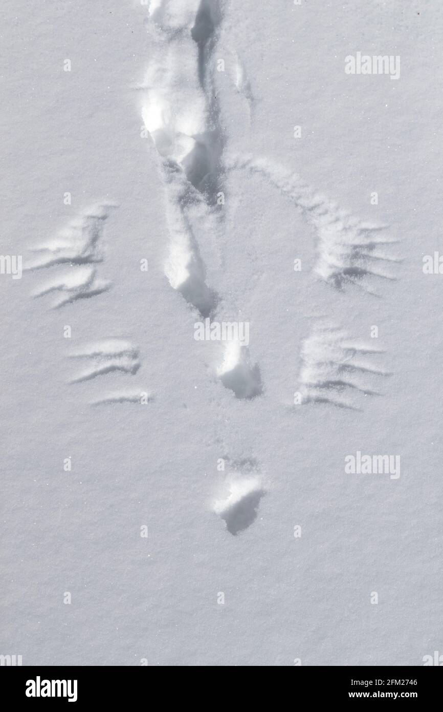 Bird prints footprints snow -Fotos und -Bildmaterial in hoher Auflösung ...