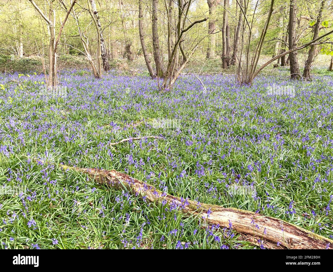 BLUEBELL HOLZ in Berkshire, England Anfang Mai. Foto: Tony Gale Stockfoto