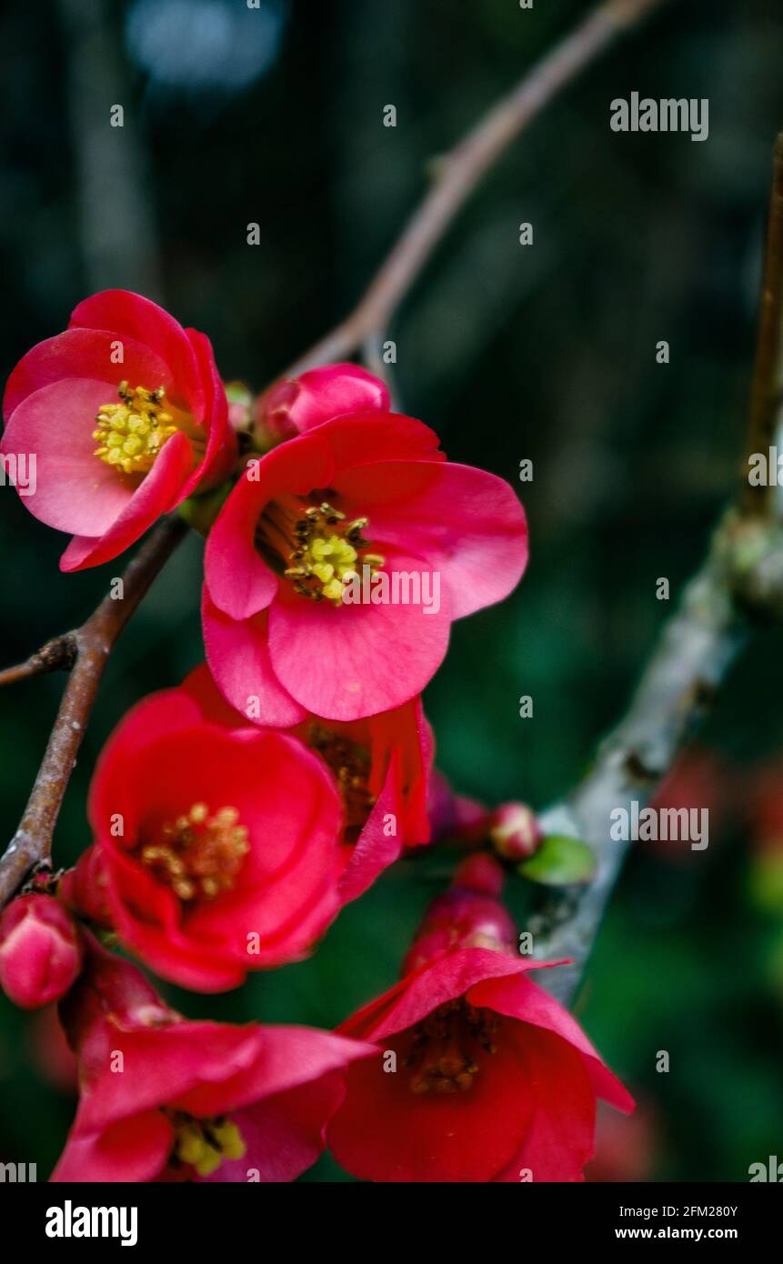 flores de principios de primavera : Robulea, lamium y membrillo japonés Stockfoto