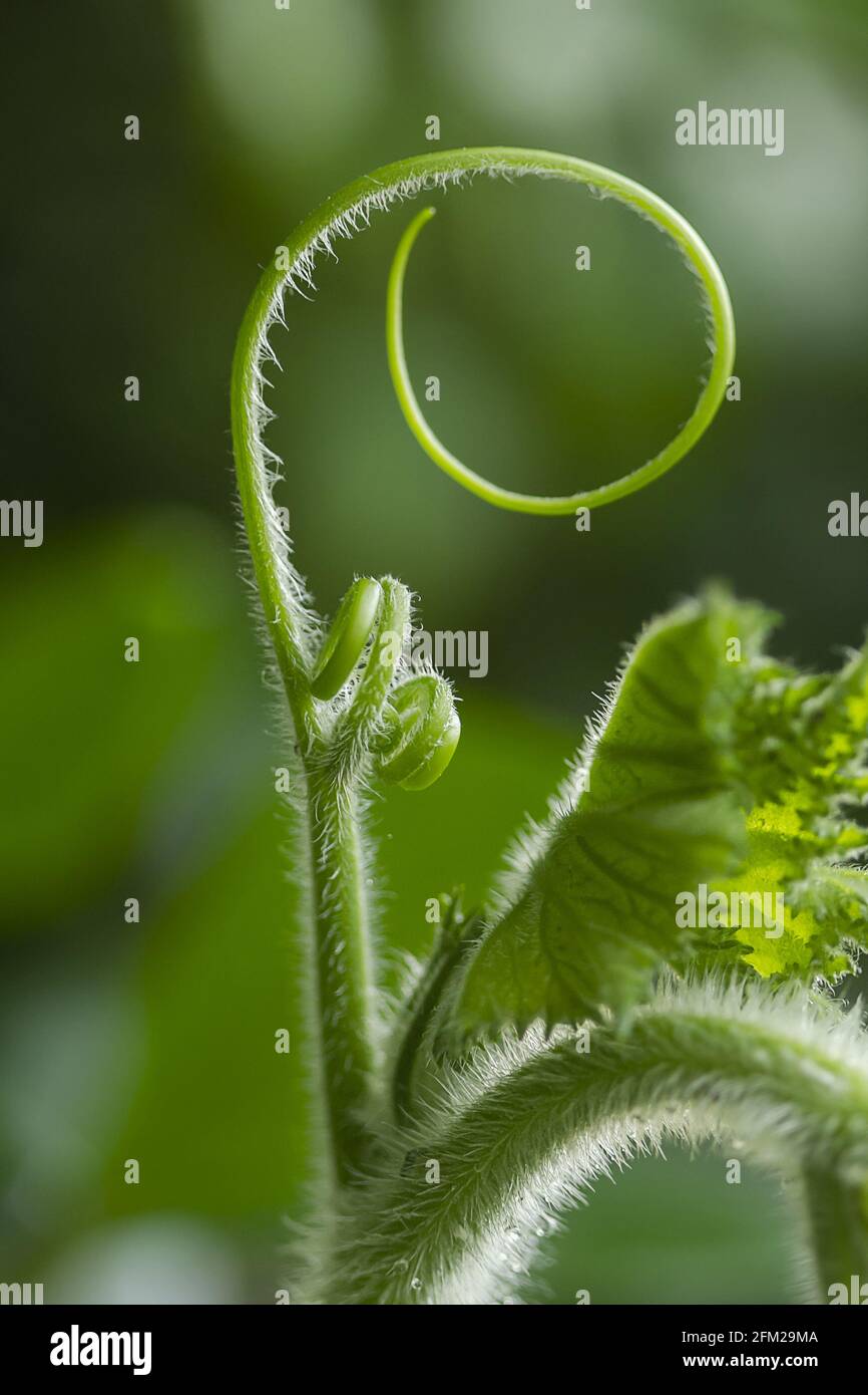 Makro eines Stiels einer Kürbispflanze Stockfoto