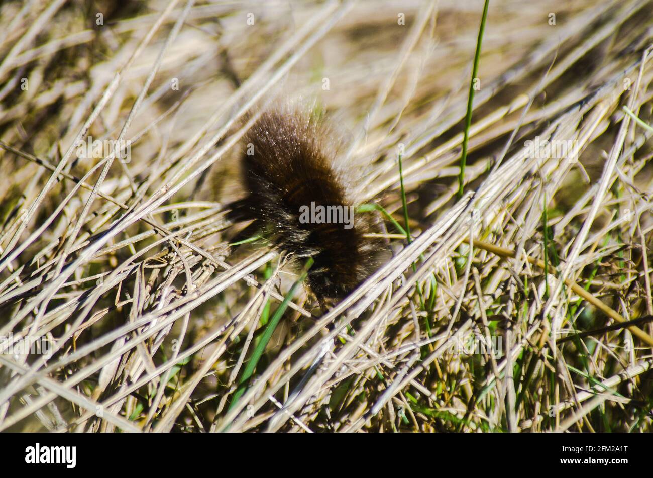 oruga peluda y abejorro rubio : los primeros insectos que se mueven tras el invierno Stockfoto