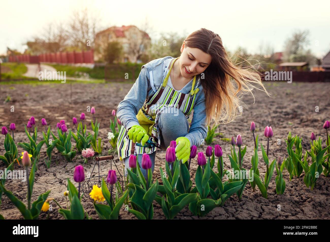 Gärtner pflücken frische Tulpen im Frühlingsgarten. Junge Frau schneidet Blumen mit dem Baumscheren ab, um sie in den Korb zu legen Stockfoto