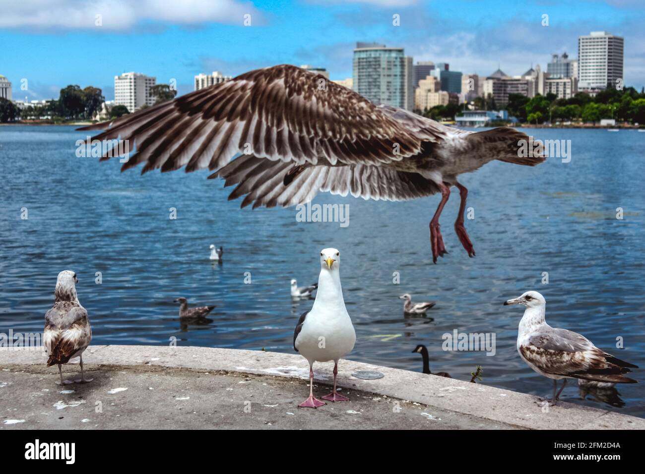 Möwe landet in einem Park am Lake Merritt, San Francisco, Kalifornien, USA alias USA Stockfoto