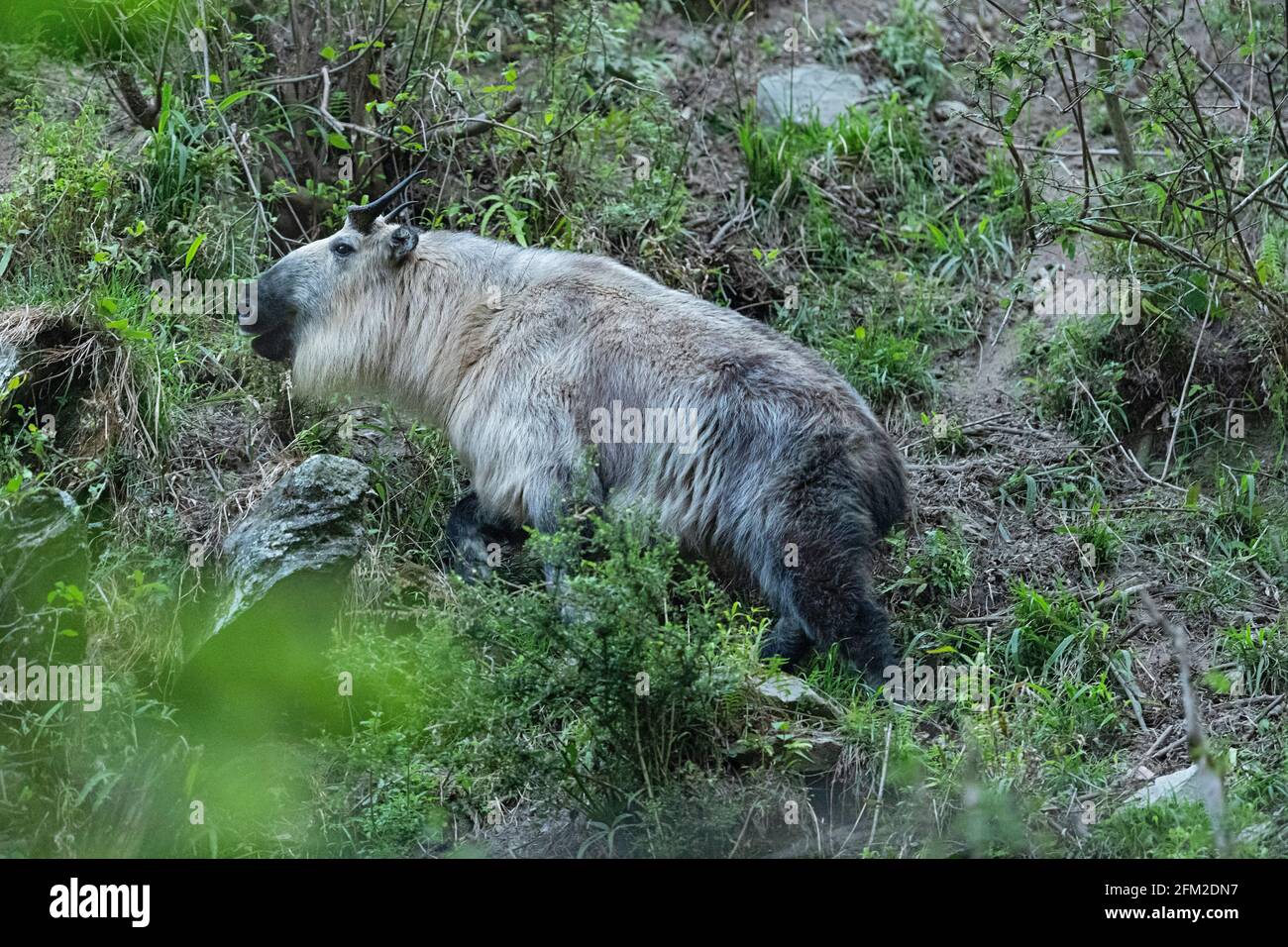 Golden Takin im Tangjiahe National Nature Reserve Stockfoto