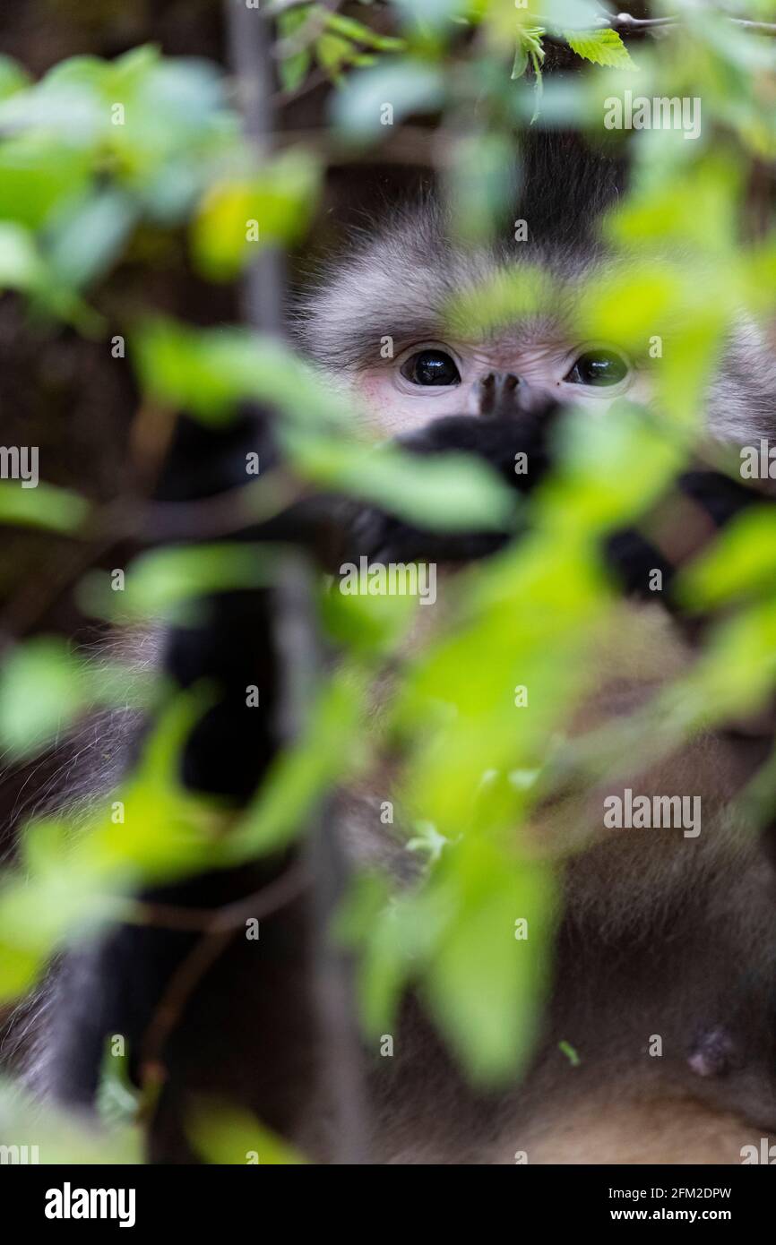 Yunnan oder Schwarzer Knabenaffe leben in großen Höhen in Yunnan, China Stockfoto